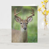 Witstaarster | Hill Country, Texas Kaart (Gele Bloem)