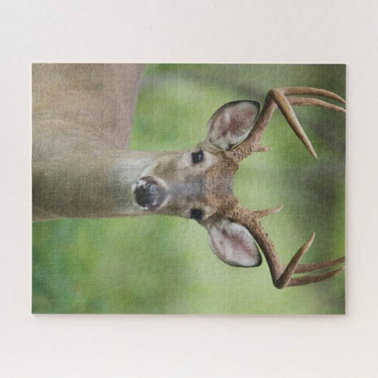 Witstaarster | Hill Country, Texas Legpuzzel (Horizontaal)