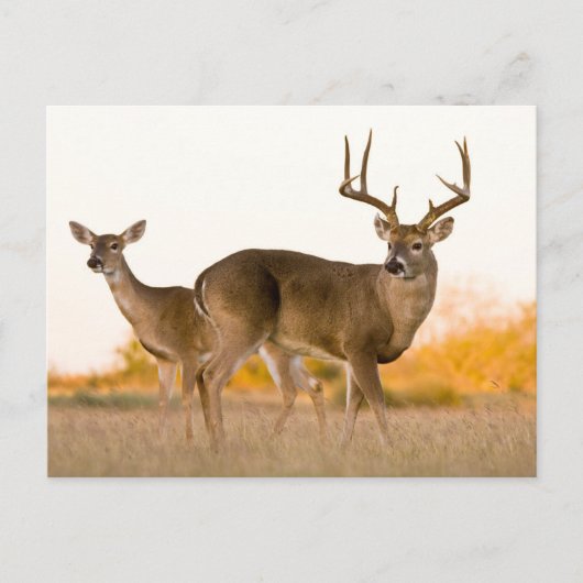Witstaarster | Najaar in Texas Briefkaart (Voorkant)