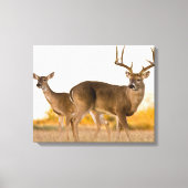 Witstaarster | Najaar in Texas Canvas Afdruk (Voorkant)