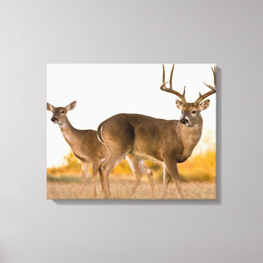 Witstaarster | Najaar in Texas Canvas Afdruk (Voorkant)