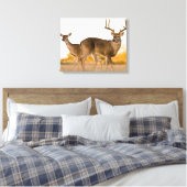 Witstaarster | Najaar in Texas Canvas Afdruk (Insitu (Slaapkamer))