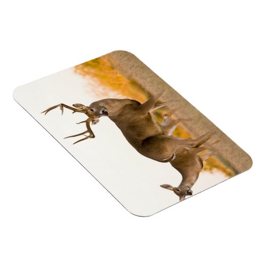 Witstaarster | Najaar in Texas Magneet (Rechterzijde)