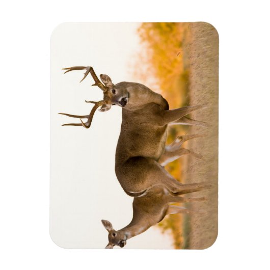 Witstaarster | Najaar in Texas Magneet (Verticaal)