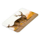 Witstaarster | Najaar in Texas Magneet (Linkerzijde)