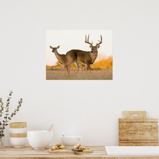 Witstaarster | Najaar in Texas Poster (Keuken)