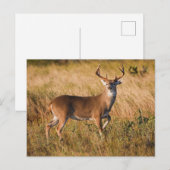 Witstaarster | Najaar in TX Briefkaart (Voorkant / Achterkant)