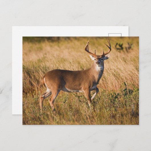 Witstaarster | Najaar in TX Briefkaart (Voorkant / Achterkant)