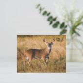 Witstaarster | Najaar in TX Briefkaart (Staand voorkant)