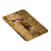 Witstaarster | Najaar in TX Magneet (Rechterzijde)