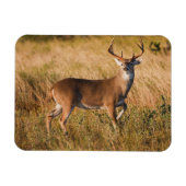 Witstaarster | Najaar in TX Magneet (Horizontaal)