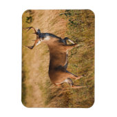 Witstaarster | Najaar in TX Magneet (Verticaal)