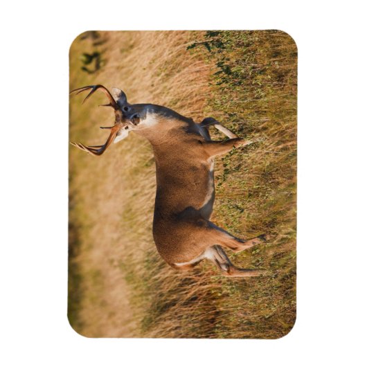 Witstaarster | Najaar in TX Magneet (Verticaal)