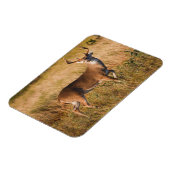 Witstaarster | Najaar in TX Magneet (Linkerzijde)