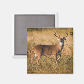 Witstaarster | Najaar in TX Magneet (Voorkant / Achterkant)