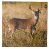 Witstaarster | Najaar in TX Tegeltje (Voorkant)