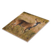 Witstaarster | Najaar in TX Tegeltje (Zijkant)