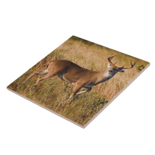 Witstaarster | Najaar in TX Tegeltje (Zijkant)