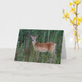 Witstaarster | Nationale Bison Range Montana Kaart (Gele Bloem)