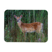 Witstaarster | Nationale Bison Range Montana Magneet (Horizontaal)