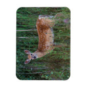 Witstaarster | Nationale Bison Range Montana Magneet (Verticaal)