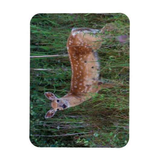 Witstaarster | Nationale Bison Range Montana Magneet (Verticaal)