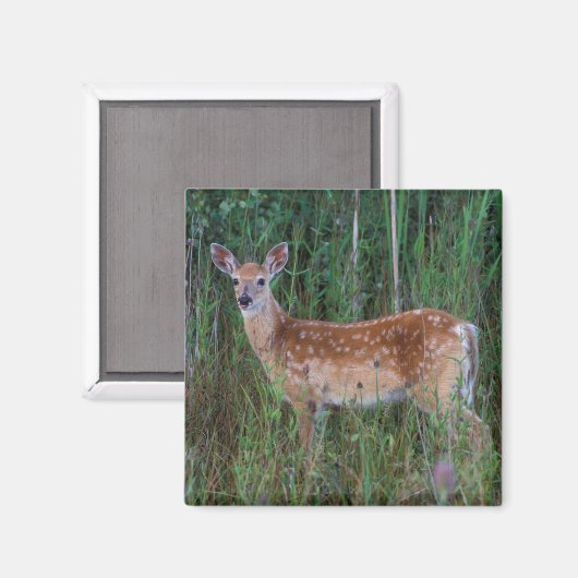 Witstaarster | Nationale Bison Range Montana Magneet (Voorkant / Achterkant)