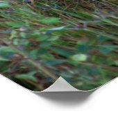 Witstaarster | Nationale Bison Range Montana Poster (Hoek)