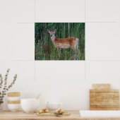 Witstaarster | Nationale Bison Range Montana Poster (Keuken)