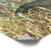 Witstaarster Poster (Hoek)