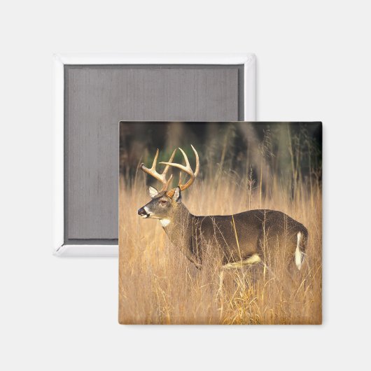 Witstaarster | Smoky Mountains Tennessee Magneet (Voorkant / Achterkant)