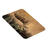 Witstaarster | Smoky Mountains Tennessee Magneet (Rechterzijde)