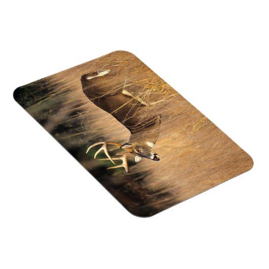 Witstaarster | Smoky Mountains Tennessee Magneet (Rechterzijde)