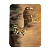 Witstaarster | Smoky Mountains Tennessee Magneet (Verticaal)