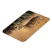 Witstaarster | Smoky Mountains Tennessee Magneet (Linkerzijde)