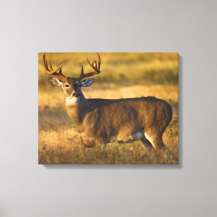 Witstaarster   South Texas Canvas Afdruk
