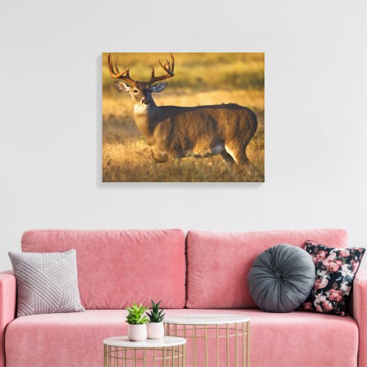 Witstaarster | South Texas Canvas Afdruk (Insitu (Woonkamer))