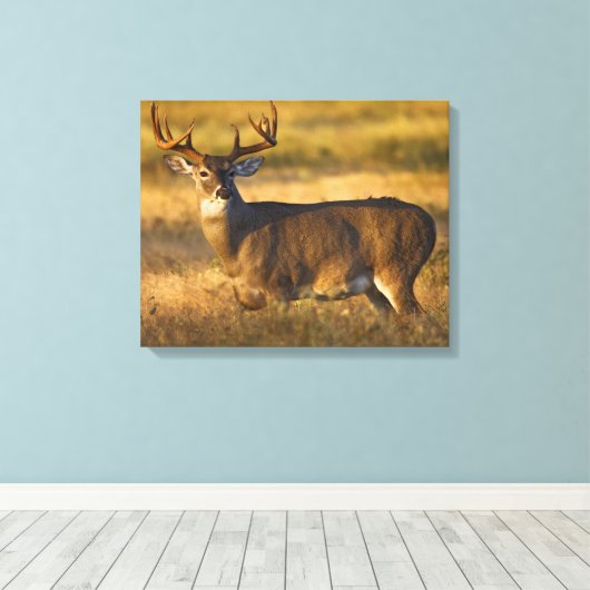 Witstaarster | South Texas Canvas Afdruk (Insitu (Houten vloer))