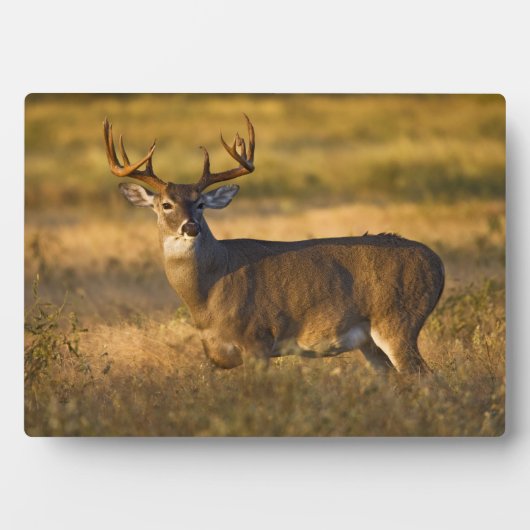 Witstaarster | South Texas Fotoplaat (voorkant)