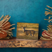 Witstaarster | South Texas Fotoplaat (Zijkant)