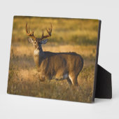 Witstaarster | South Texas Fotoplaat (Zijkant)