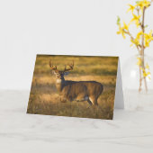 Witstaarster | South Texas Kaart (Gele Bloem)