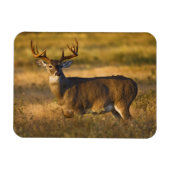 Witstaarster | South Texas Magneet (Horizontaal)