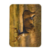 Witstaarster | South Texas Magneet (Verticaal)