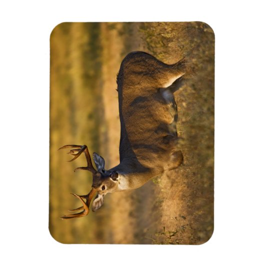 Witstaarster | South Texas Magneet (Verticaal)