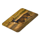 Witstaarster | South Texas Magneet (Linkerzijde)