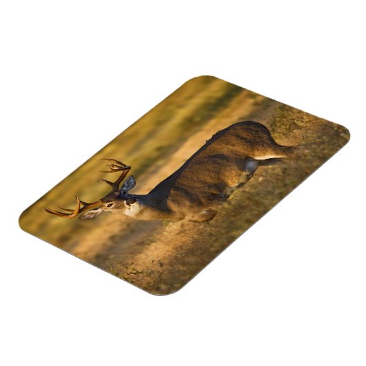 Witstaarster | South Texas Magneet (Linkerzijde)