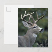 Witstaarster | Staat Washington Briefkaart (Voorkant / Achterkant)