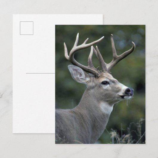 Witstaarster | Staat Washington Briefkaart (Voorkant / Achterkant)