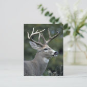 Witstaarster | Staat Washington Briefkaart (Staand voorkant)